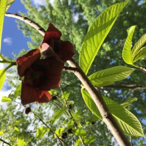 Heritage Native Gardens